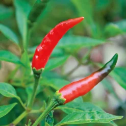 Gemüsesamen Balkonfruchtgemüse