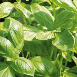 Gemüsesamen 'Besondere Basilikum'
