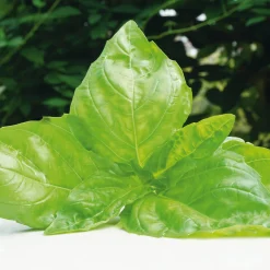 Gemüsesamen 'Besondere Basilikum'