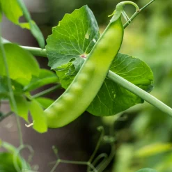 Gemüsesamen Besondere Bohnen und Erbsen