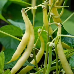 Gemüsesamen Besondere Bohnen und Erbsen