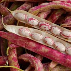 Gemüsesamen Besondere Bohnen und Erbsen