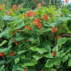 Gemüsesamen Besondere Bohnen und Erbsen