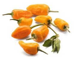 Gemüsesamen Besondere Chilis und Paprika