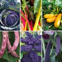 Gemüsesamen Dekorative Gemüse