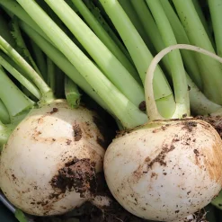 Gemüsesamen Gartengemüse Alte Landsorten