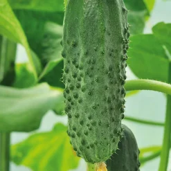 Gemüsesamen Gartengemüse Alte Landsorten