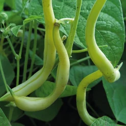 Gemüsesamen Gartengemüse Alte Landsorten