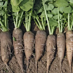 Gemüsesamen Gemüse aus deutschen Regionen