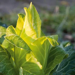 Gemüsesamen Gemüse aus deutschen Regionen