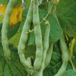 Gemüsesamen Gemüse aus deutschen Regionen