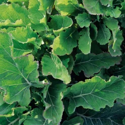 Gemüsesamen Gemüse aus deutschen Regionen