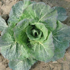 Gemüsesamen Gemüse aus deutschen Regionen