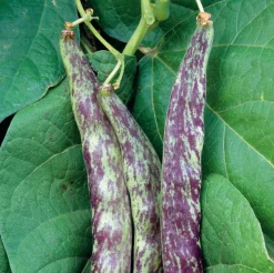 Gemüsesamen Gemüsespezialitäten europäischer Regionen