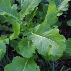 Gemüsesamen Gemüsespezialitäten europäischer Regionen