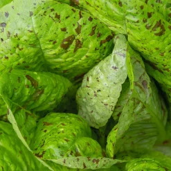 Gemüsesamen Gemüsespezialitäten europäischer Regionen