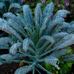 Gemüsesamen Historische Blattgemüse