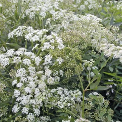 Gemüsesamen Historische Wurzelgemüse