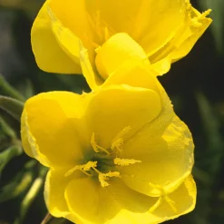 Gemüsesamen Historische Wurzelgemüse