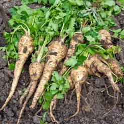 Gemüsesamen Historische Wurzelgemüse