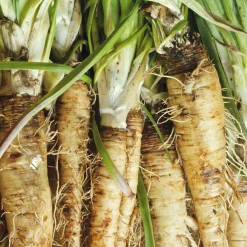 Gemüsesamen Historische Wurzelgemüse