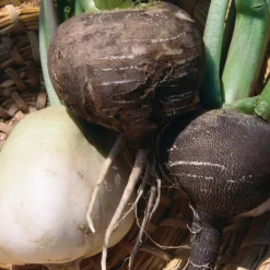 Gemüsesamen Historische Wurzelgemüse