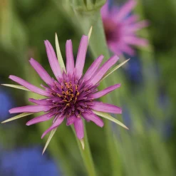 Gemüsesamen Historische Wurzelgemüse