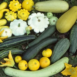 Gemüsesamen Kürbisgewächse