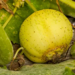 Gemüsesamen Kürbisgewächse