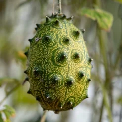 Gemüsesamen Kürbisgewächse