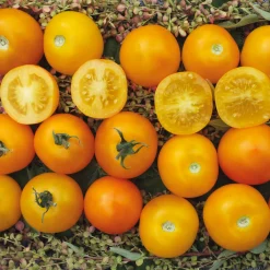 Gemüsesamen Tomaten für den Balkon