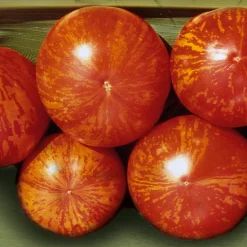 Gemüsesamen Tomaten in allen Farben