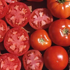 Gemüsesamen Tomaten in allen Farben