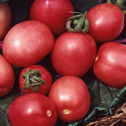 Gemüsesamen Tomaten in allen Farben