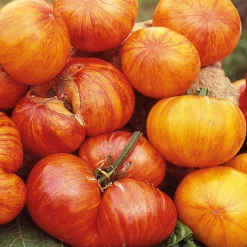 Gemüsesamen Tomaten in allen Farben