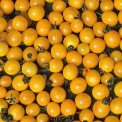 Gemüsesamen Widerstandsfähige Tomaten No. 2