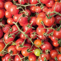 Gemüsesamen Widerstandsfähige Tomaten No. 2