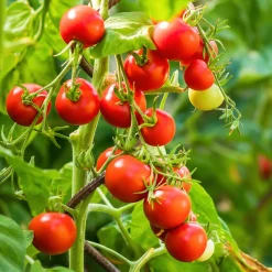 Gemüsesamen Widerstandsfähige Tomaten No. 1