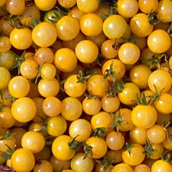 Gemüsesamen Widerstandsfähige Tomaten No. 1