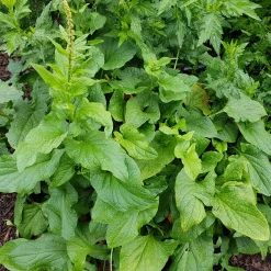 Gemüsesamen Wildgemüse