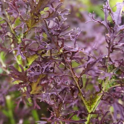 Gemüsesamen Wildgemüse