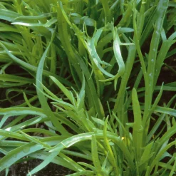 Gemüsesamen Wildgemüse