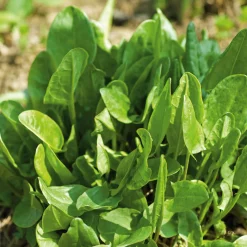 Gemüsesamen Wildgemüse