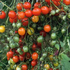 Gemüsesamen Wildtomaten