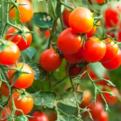 Gemüsesamen Wildtomaten