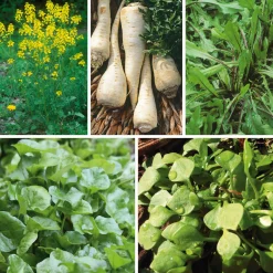 Gemüsesamen Winterkräuter