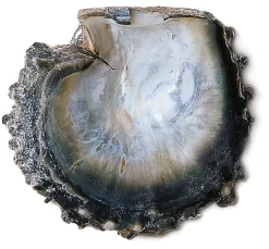 Halsreif Tahiti-Zuchtperle