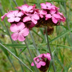 Heimische Wildstauden