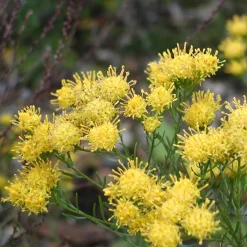 Heimische Wildstauden