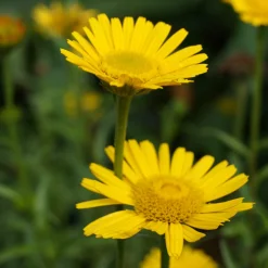 Heimische Wildstauden